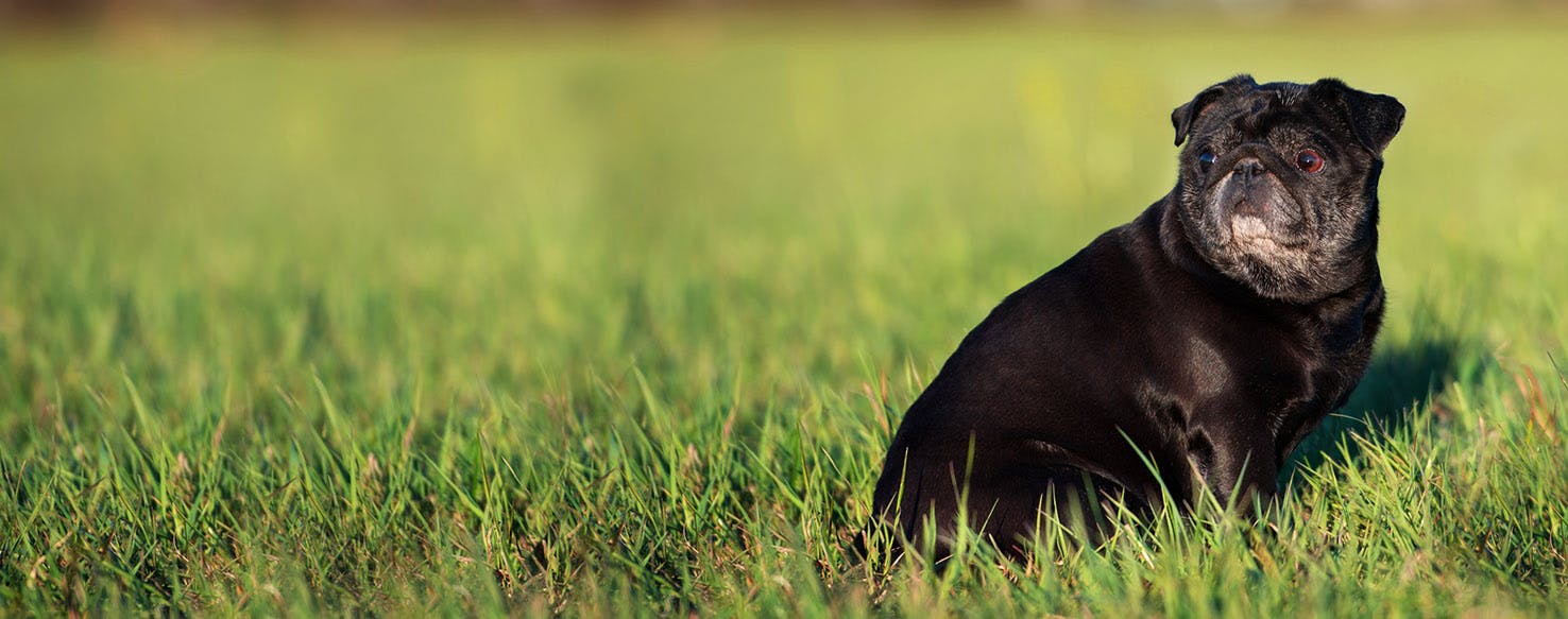 Famous Gemini Dog Names Popular Male and Female Names Wag!